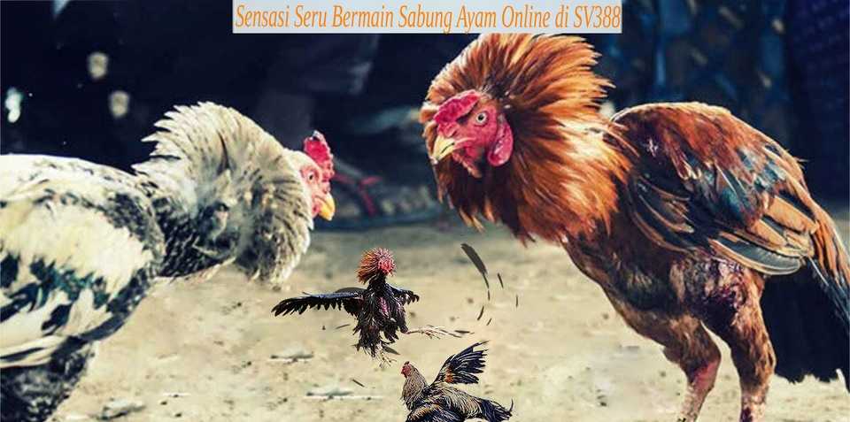 Sensasi_Seru_Bermain_Sabung_Ayam_Online_di_SV388